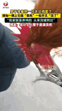 “科学都解释不清了！”安徽宿州，一男子准备把自家养的一只大公鸡拿去卖了，结果男子