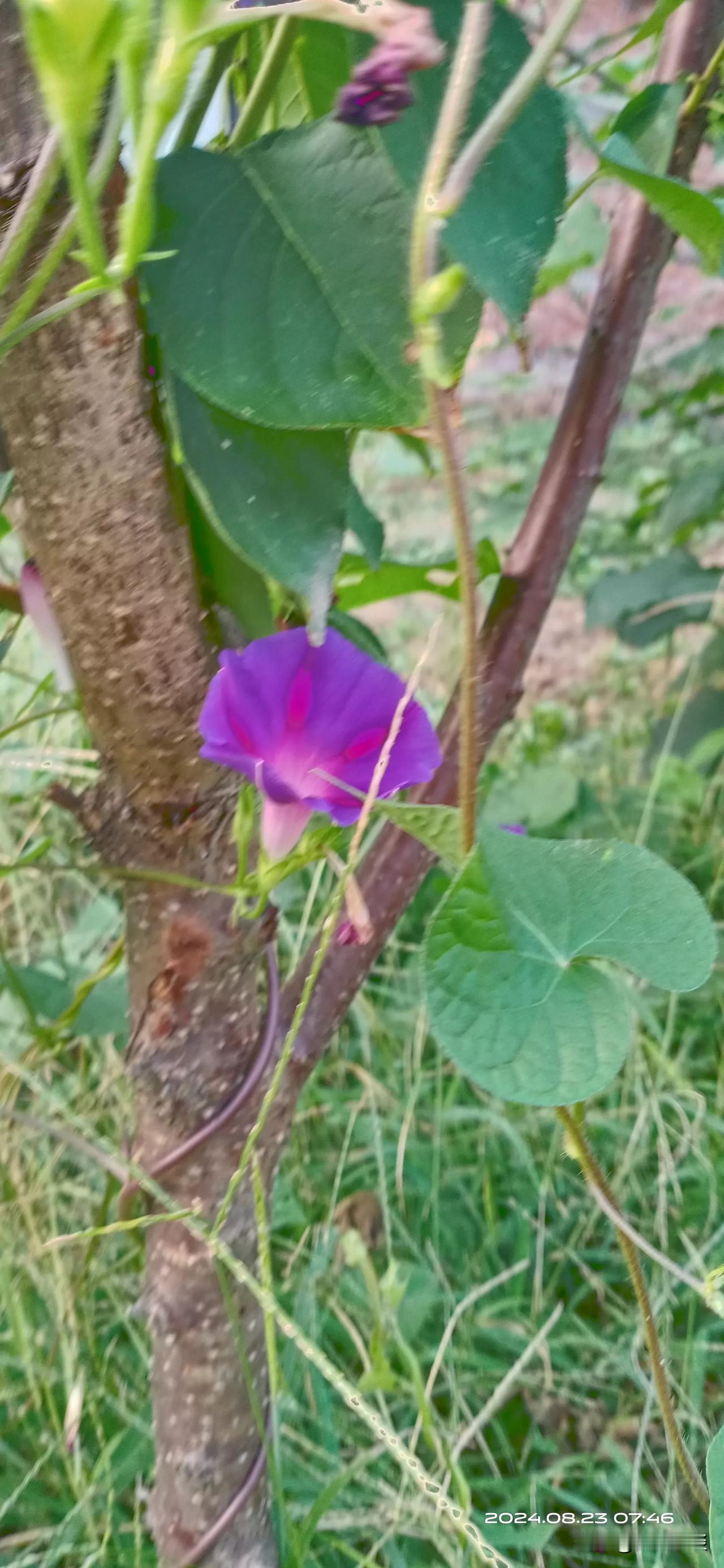 此时，正是喇叭花，盛开的季节。喇叭花的颜色有很多，有白色的、有红色的、有紫色的、
