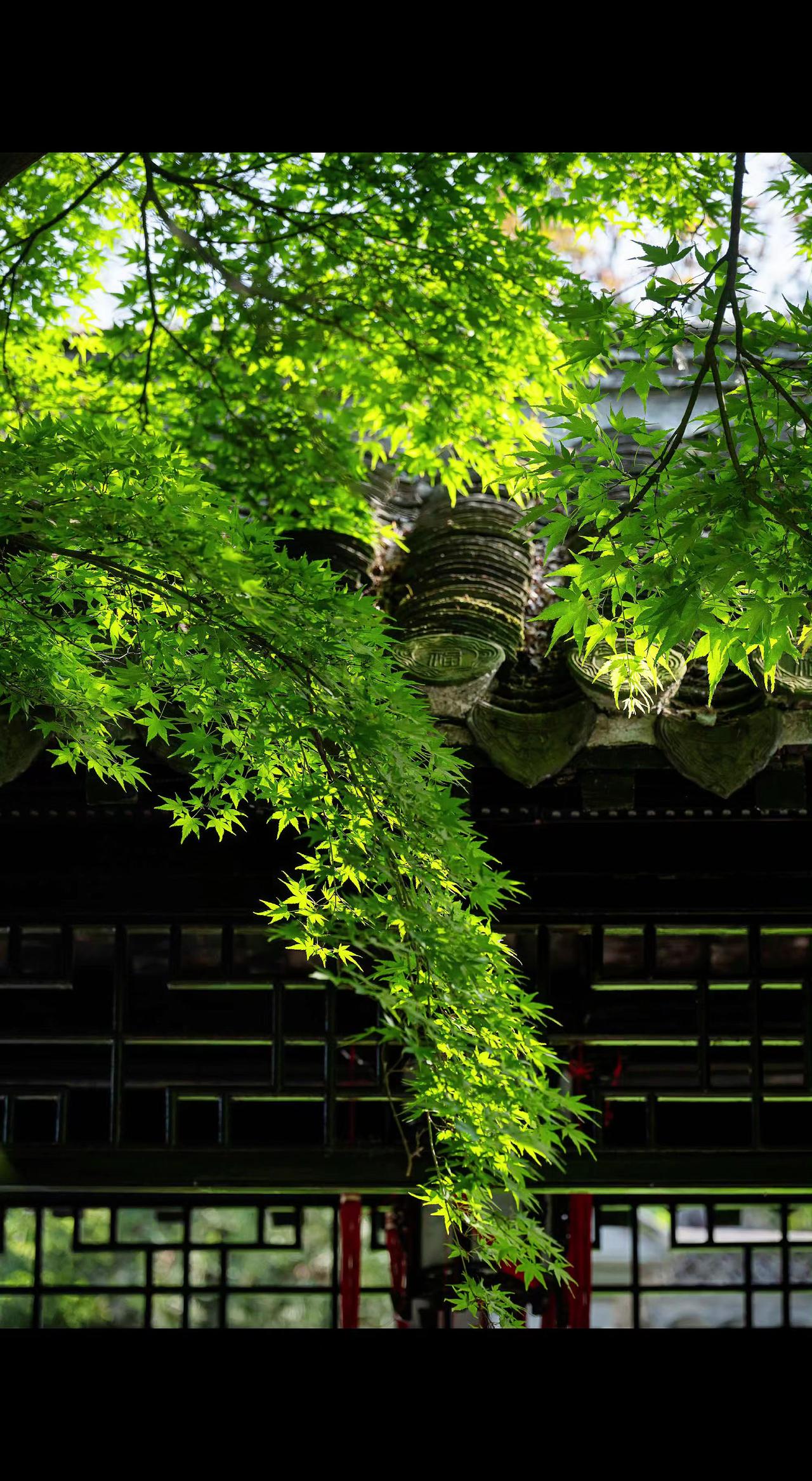 🌿檐角漏下的光，在叶尖跳着碎金舞✨ 青瓦与绿藤私语，时光都慢成了诗📜