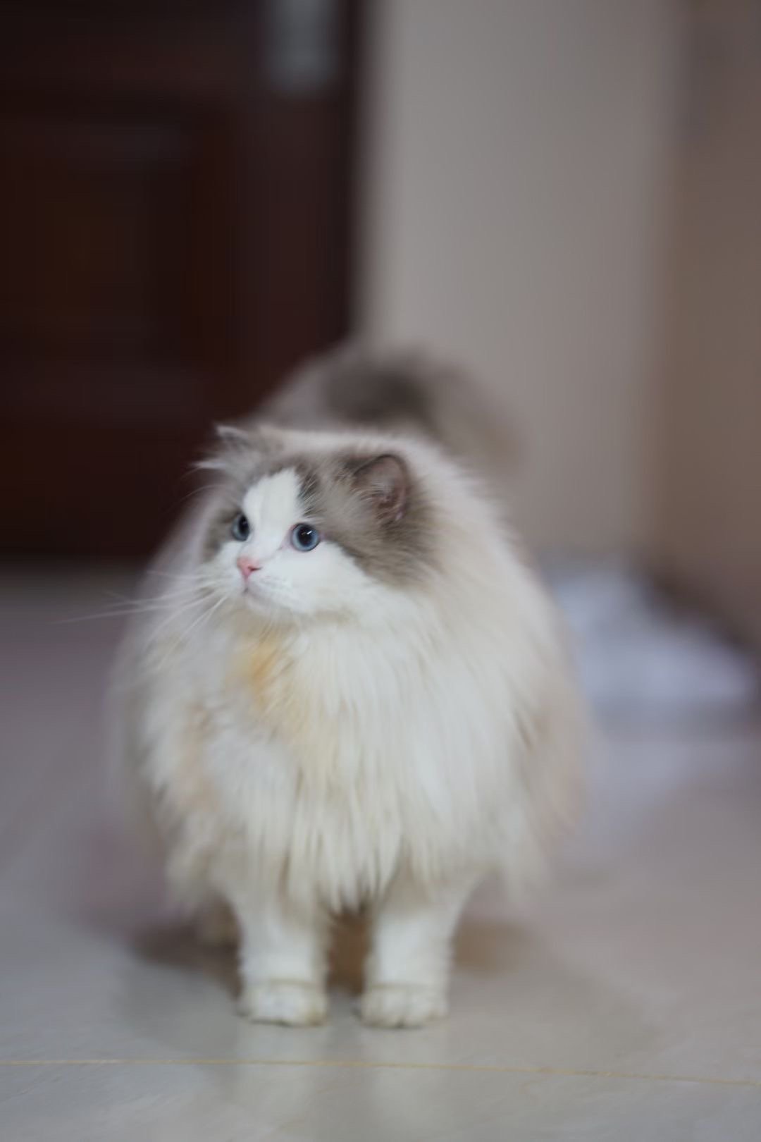 我家小猫被家长养成了小🐷（家长） ​​​