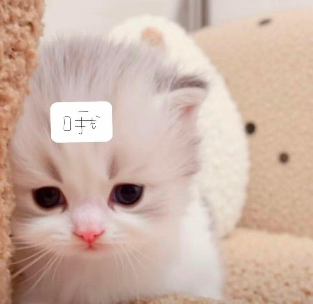 𝐀𝐯𝐚𝐭𝐚𝐫｜审咪积累 咪要拯救世界^⌯𖥦⌯^ ੭!! 