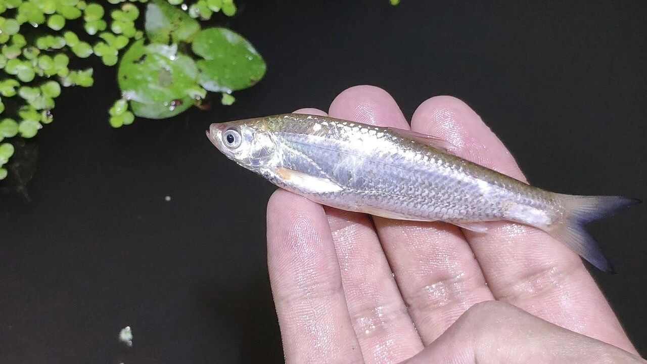 贝氏䱗（Hemiculter bleekeri，或Siniichthys ble