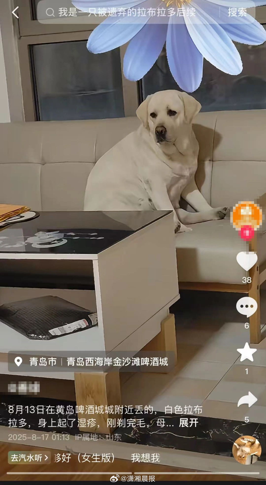 【，已顺利接回：不敢想是怎么去的】“给湖南和山东的网友们报喜了，狗已经到家了，确