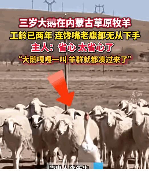 万万没想到，近日内蒙古，男子因为家中两只大鹅的关系不好，就把其中一只大鹅养在羊圈