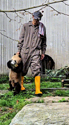 你瞅这俩小熊猫，正抱着盆舔得欢呢！饲养员过来薅起第一只，一把抢过盆，直接扣它脑门