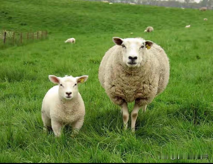 昨天微头条收益
挣了21.5元
去超市买了5个鸡蛋
花了10元
2个西红柿
花了