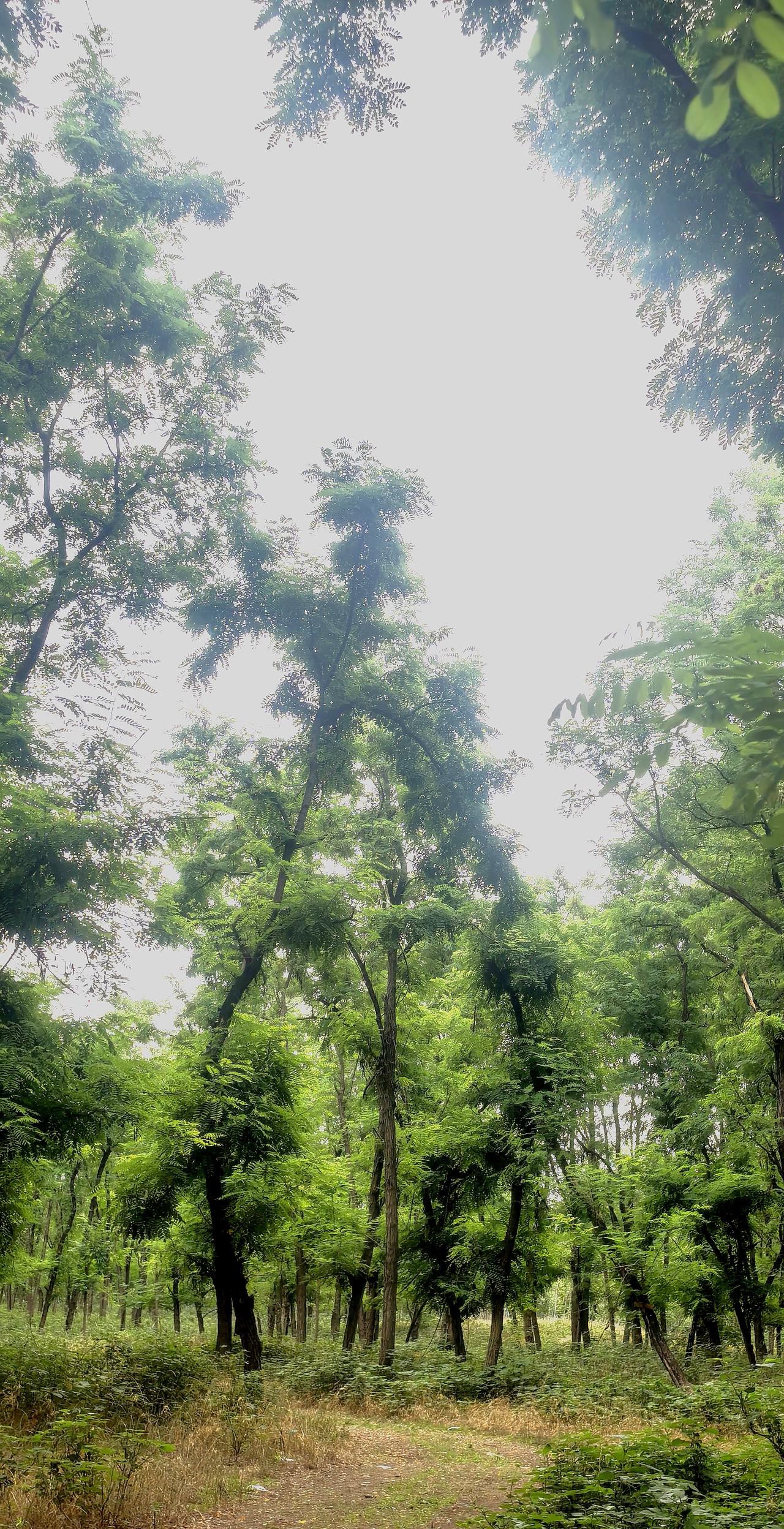 可以分享一张秋景的树叶照片寂静不是空无，是树梢的风停下时，整个世界都放轻了呼吸。