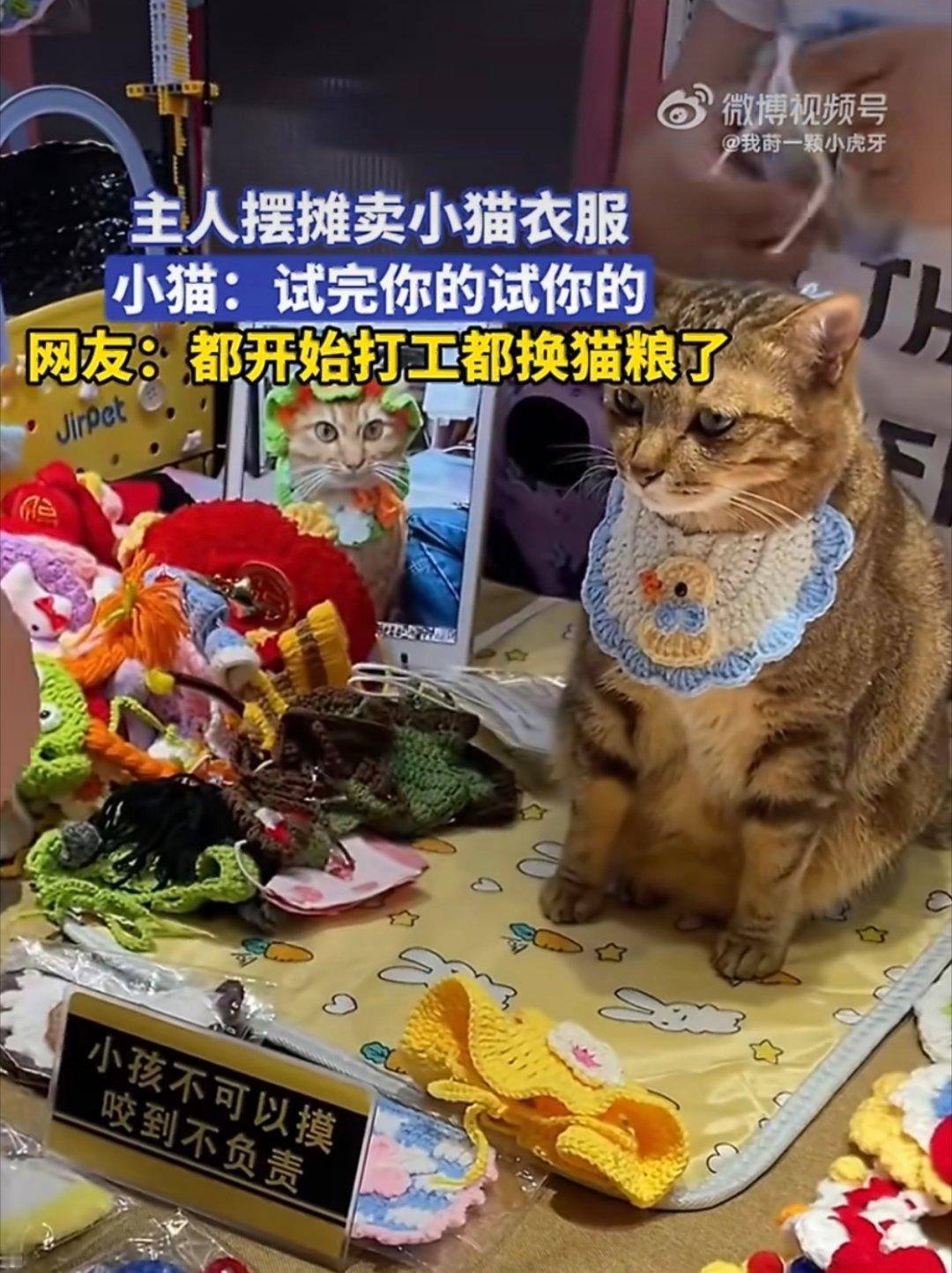 小猫 试完你的试你的果然，小猫上班也是一脸班味，一副生无可恋又无可奈何的样子