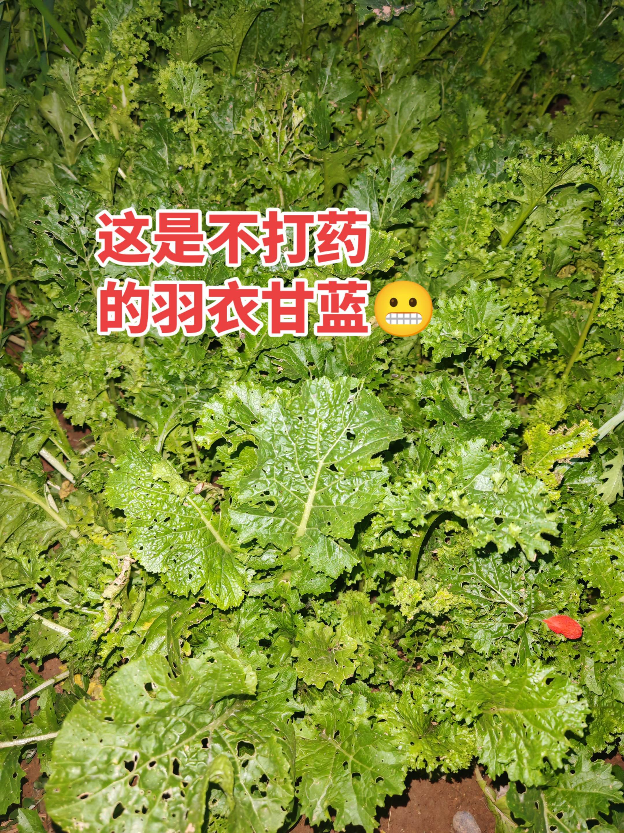 羽衣甘蓝 农药 追求不打药的菜你愿意吃吗？ ​​​