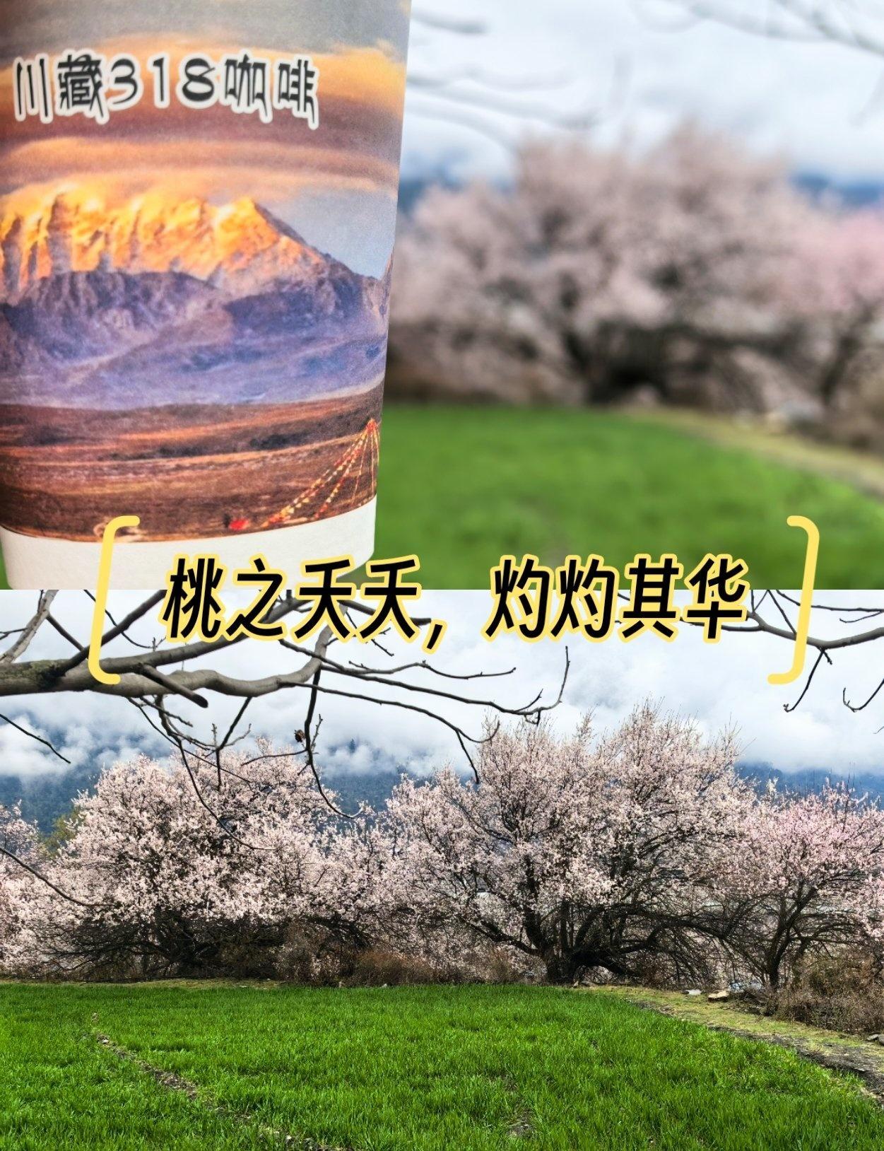 林芝桃花，名不虚传
📍甘孜 桃花沟风景区
清明旅行指南雪山桃花，一直令人向往，