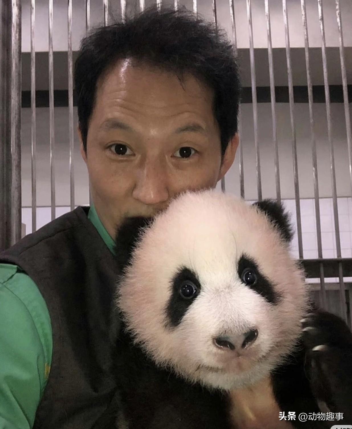 当年宋爷爷半夜rua福宝的照片
福宝是爷爷们的心头肉啊，谁能不喜欢这么可爱的小熊