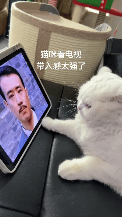 看这个视频给我乐坏了，小猫盯着平板看电视，电视里的人对着镜头往外吐唾沫，吐一下小