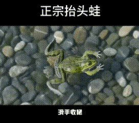 教练亲自游给你看，都不如游泳老祖游给你看得透彻。2026我的动物朋友