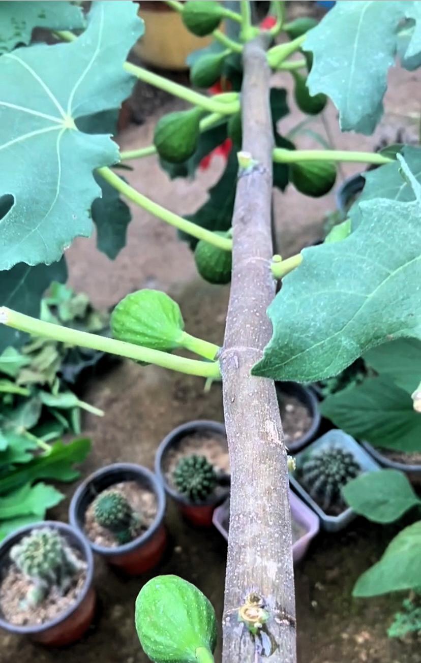 巴劳奈无花果，买来买去，最后还是觉得它最好。它出果特别早，别的品种刚开始孕育果实