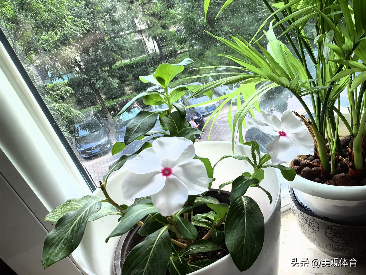 窗台上的小白花在一场炎热的夏天的夜雨之后 在清晨悄然开放了。