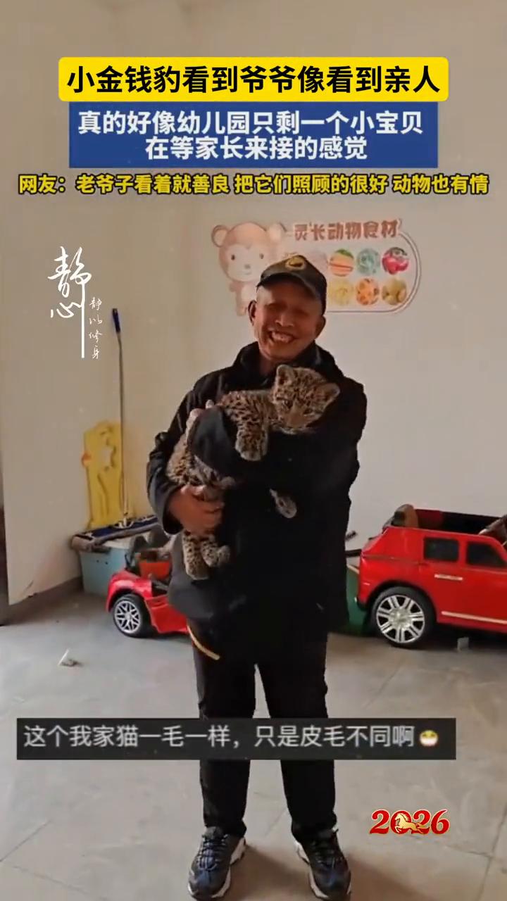 小金钱豹看到爷爷像看到亲人，真的好像幼儿园只剩一个小宝贝在等家长来接的感觉。
网