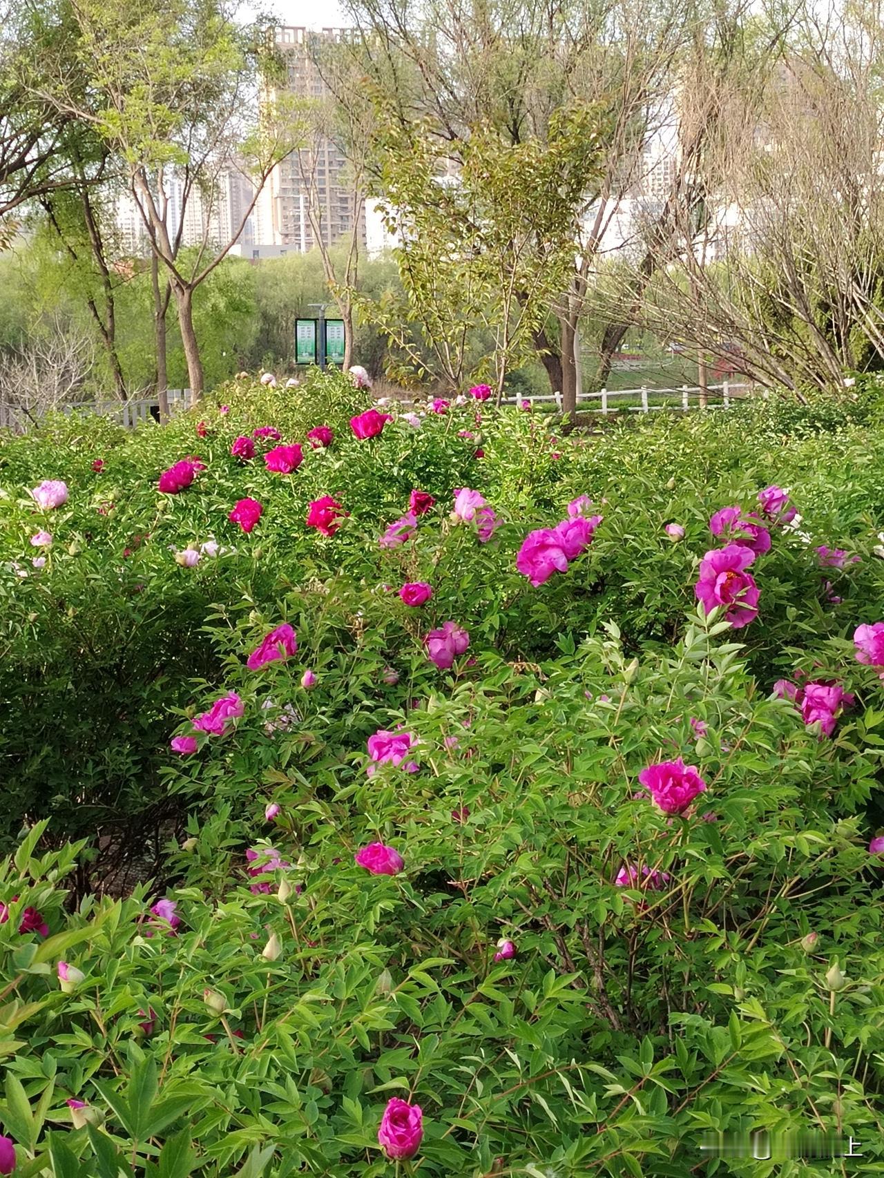 晒图笔记大赛兰州的牡丹盛放啦[赞][赞][赞]