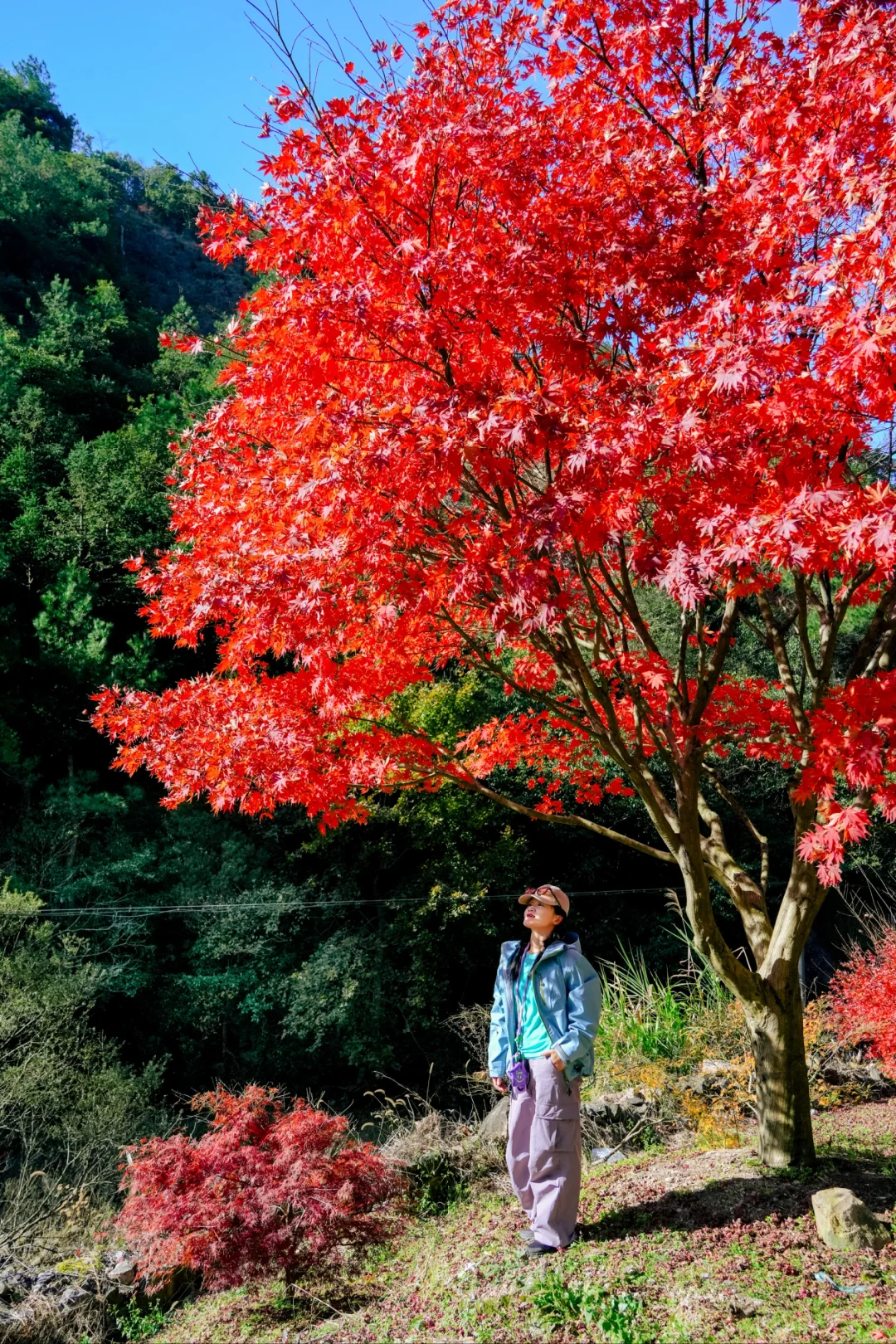 宁波徒步|北溪村不止古银杏，还有红枫秋景