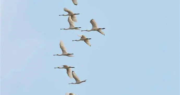 大批珍稀黑脸琵鹭飞抵广东越冬