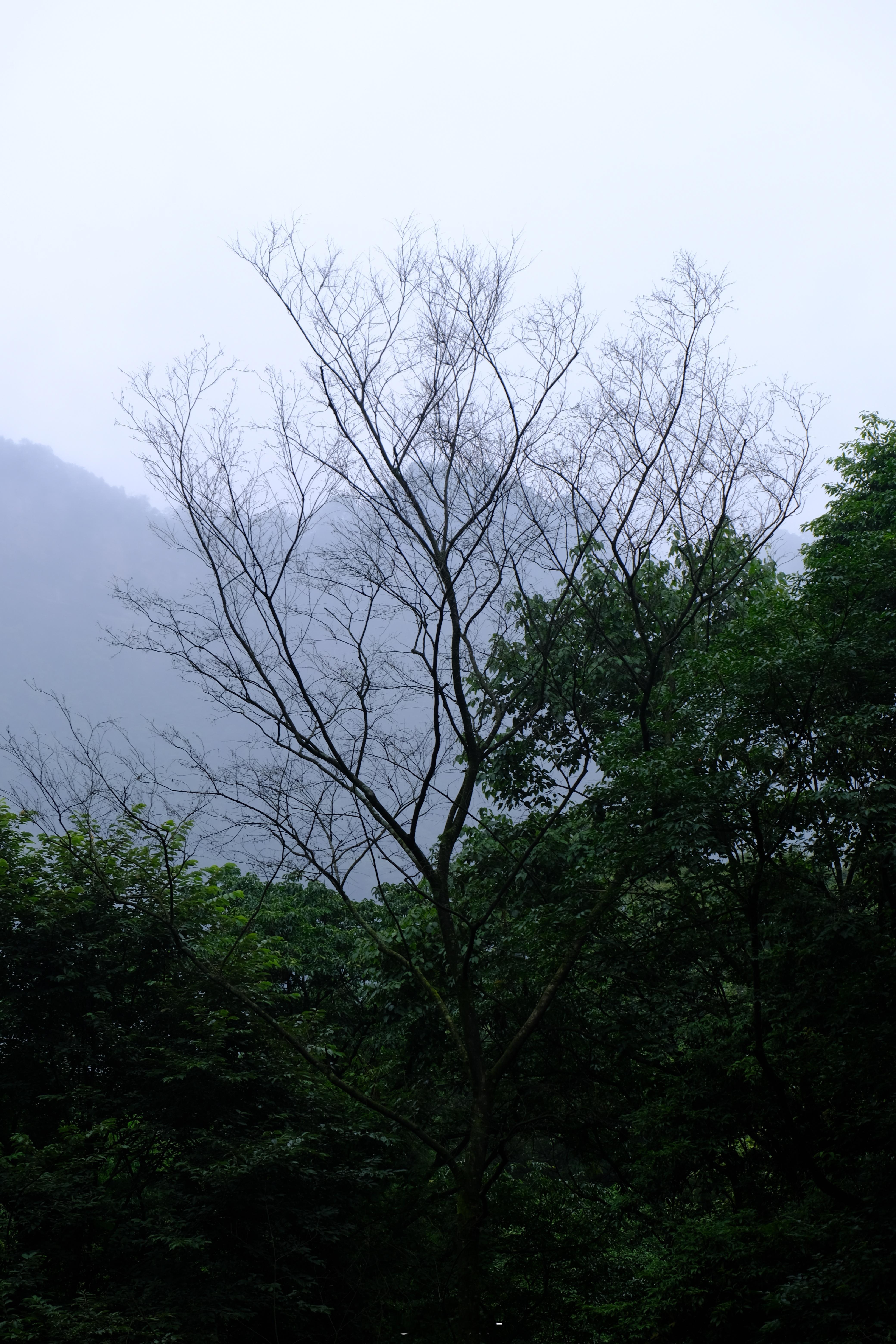 一下雨周围的生灵也热闹起来了。蝉组了队在树梢嚎叫，有雨声做背景，倒也不算吵闹，雨