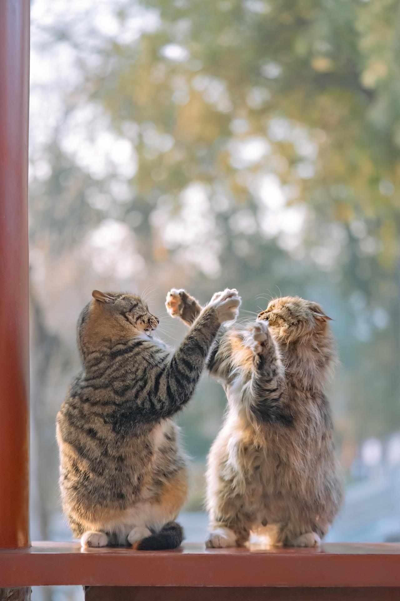 拍猫10多年，每张都是精选之作。又到了和大家发猫猫日历壁纸的日子，都是...