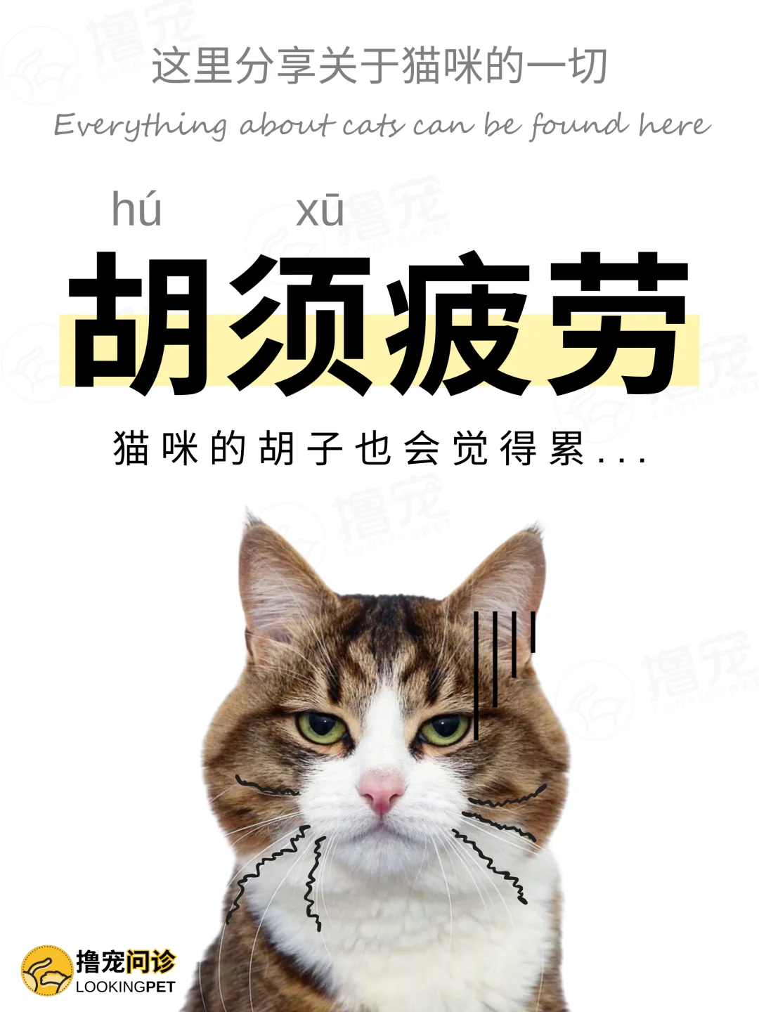 猫咪不爱吃饭，可能是因为「胡须疲劳」😿