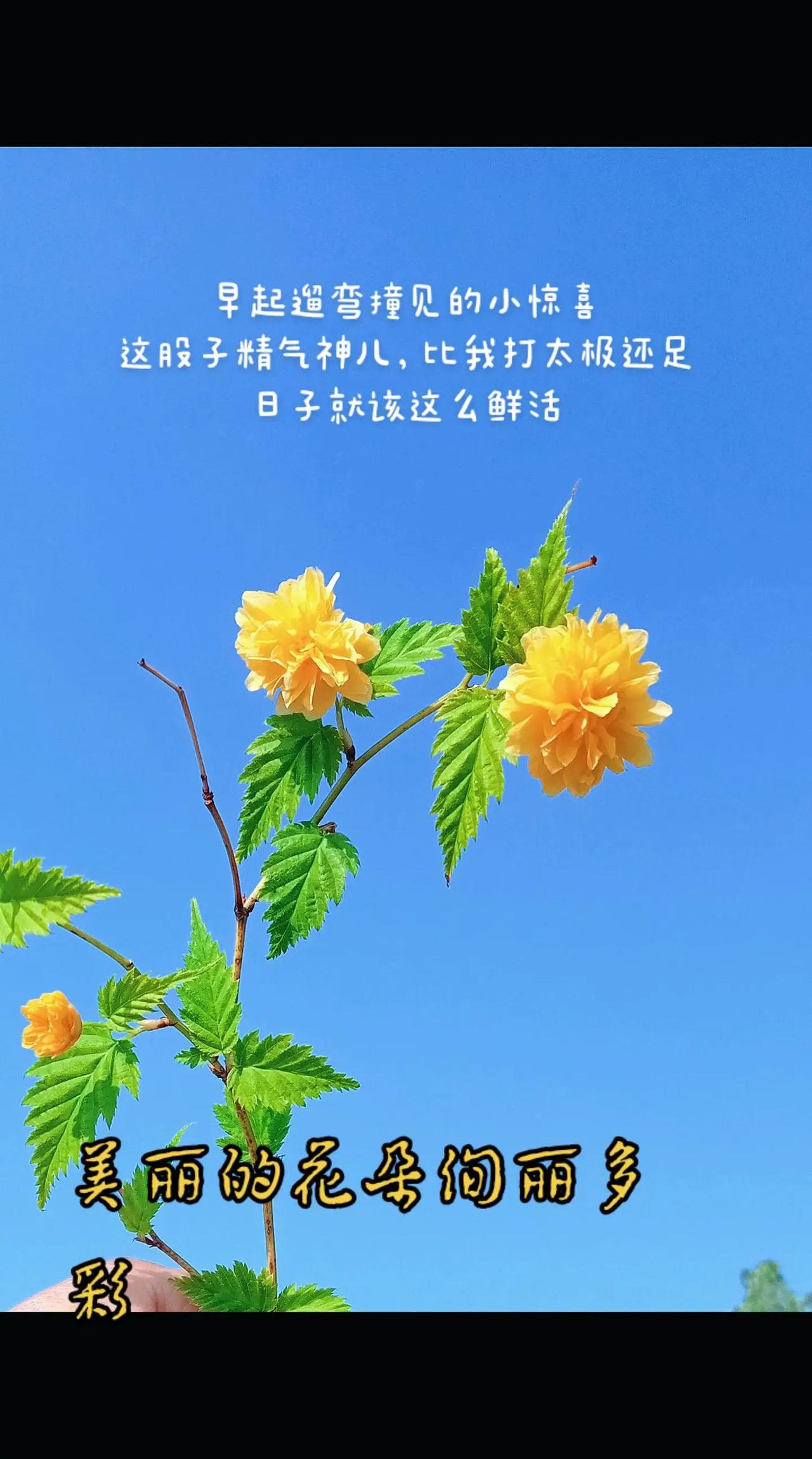 我的图片 ai创作全新升级 花开时节留住美好