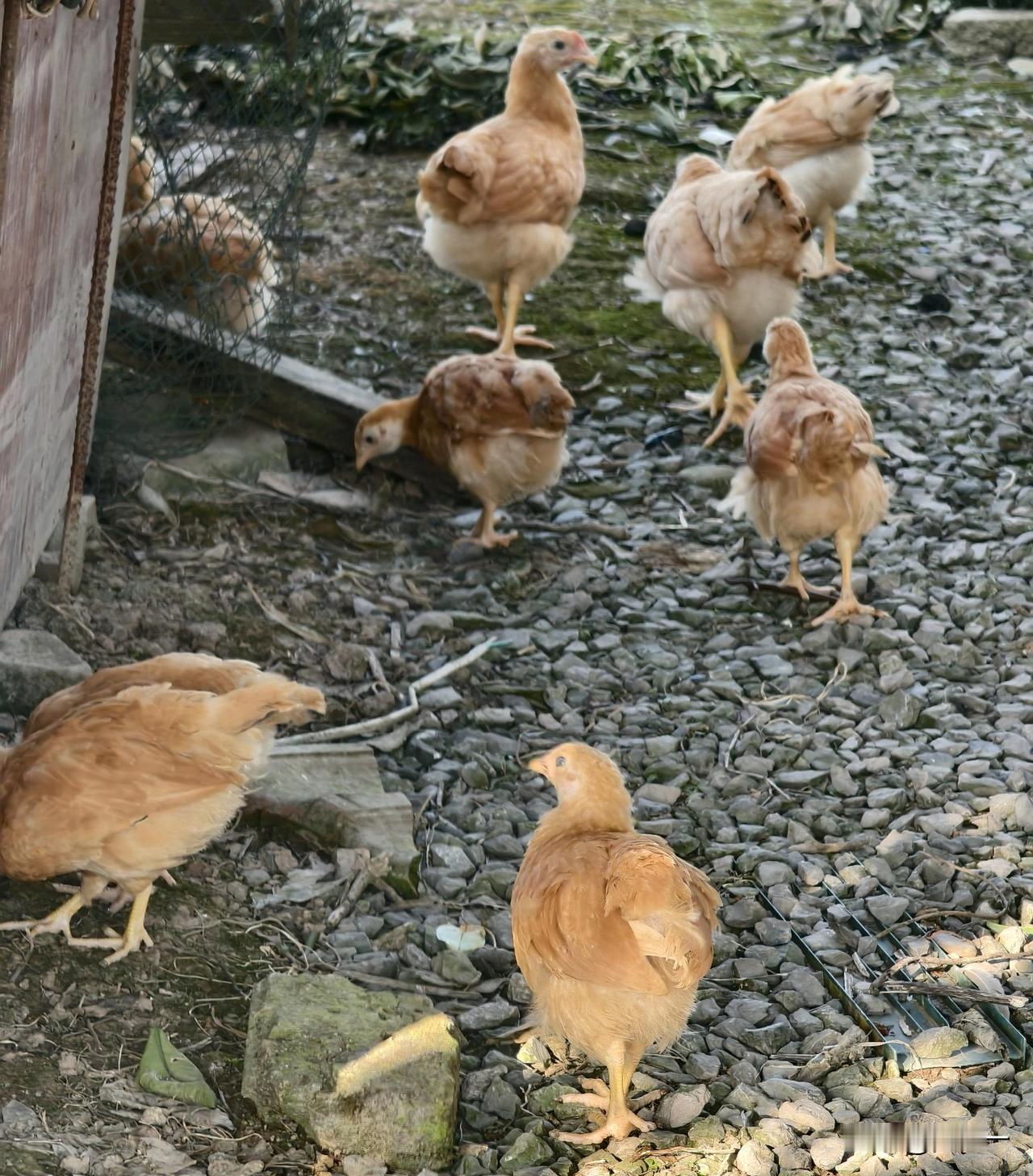 农村散养土鸡真不容易养大。

用自家养的母鸡孵抱的小鸡，有鸡妈妈带着觅食、保护鸡