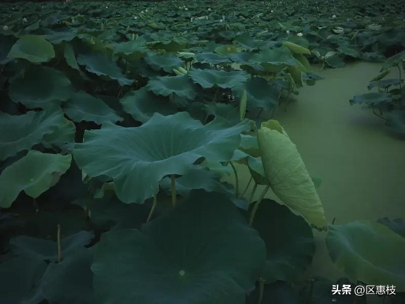 暖风拂过荷塘，碧叶层层铺开
粉白荷花亭亭探出水面
一池清荷，承包整个盛夏的温柔与