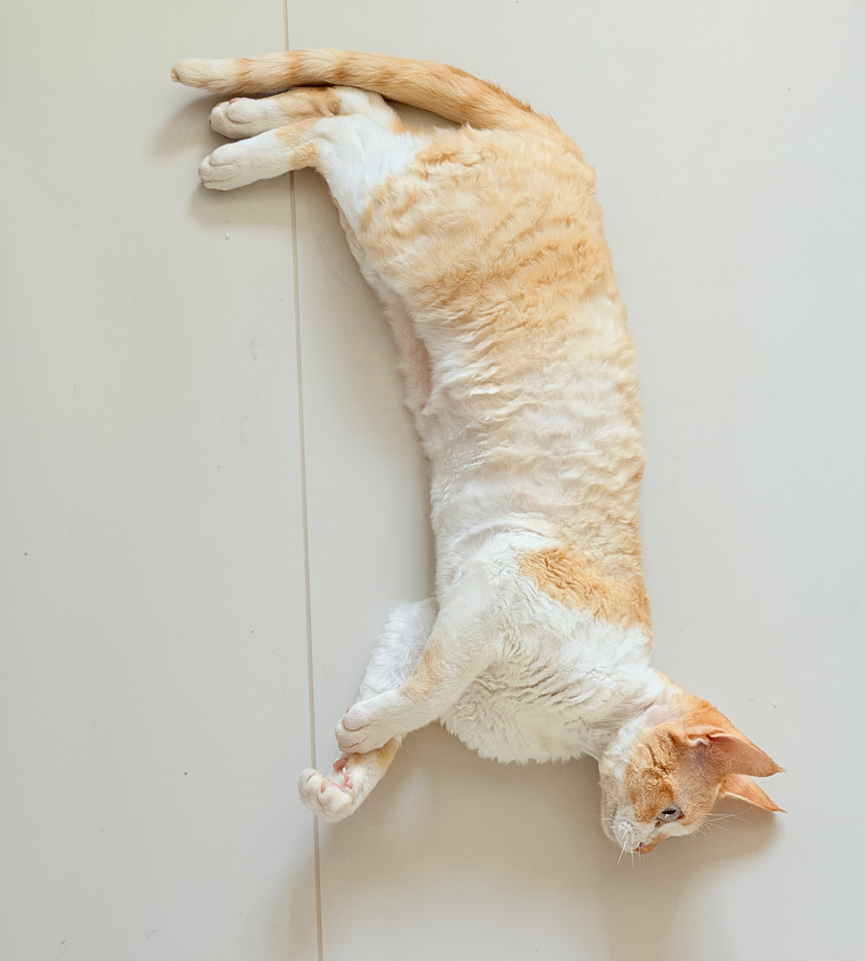 猫都热成狗了 