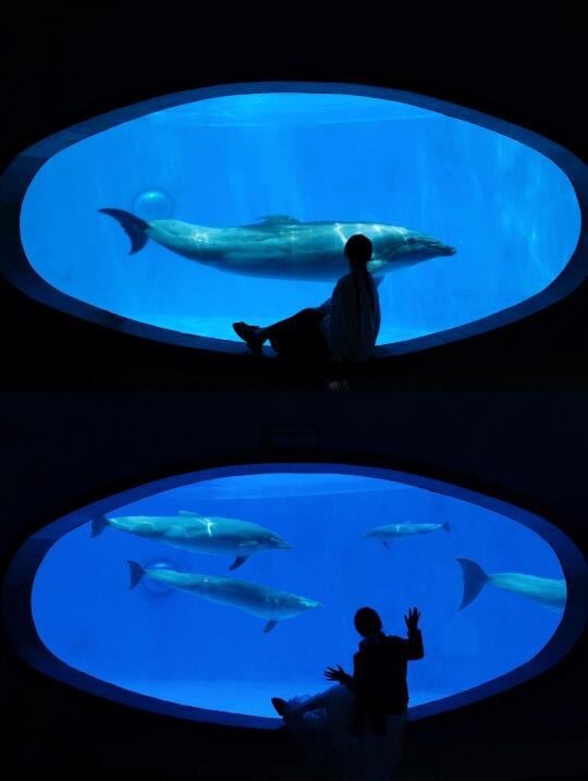 成都｜想去无数次的海洋公园游玩拍照攻略🌊