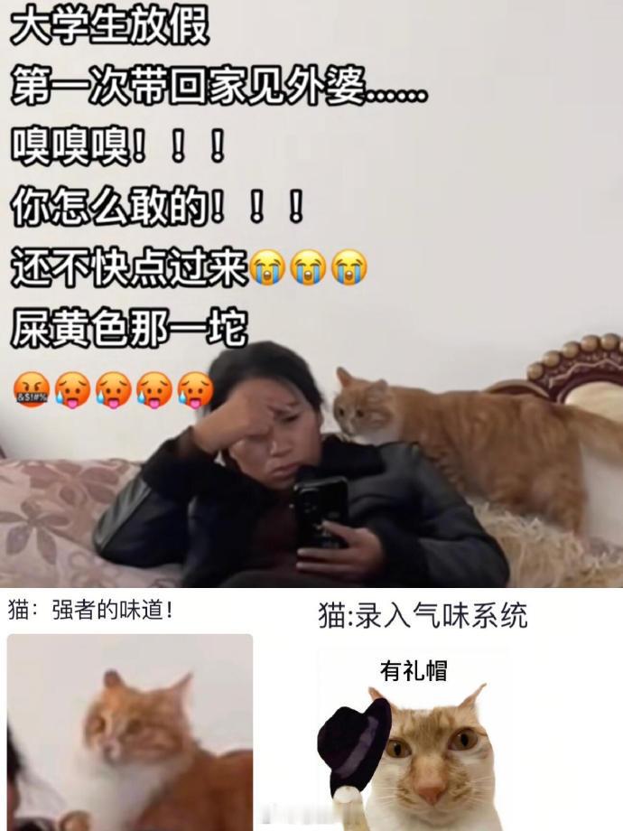 猫：你身上好像有权利的味道[喵喵] 