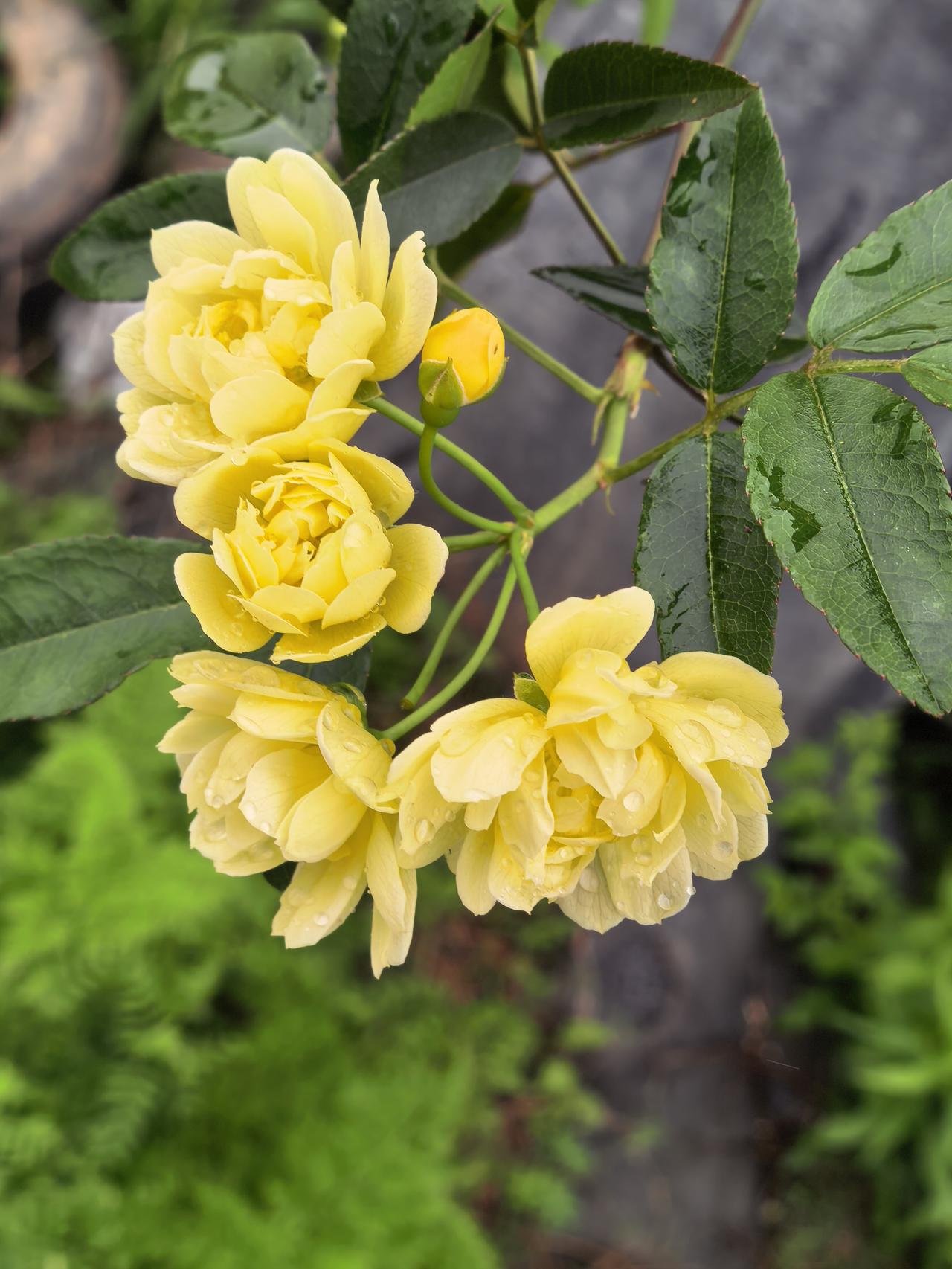 路边的野花采得采不得[呲牙]