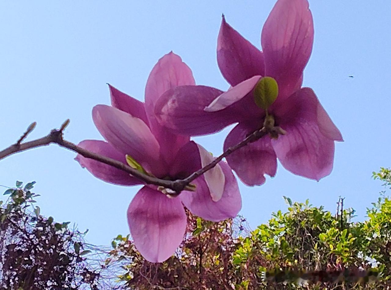 真气人！明明是原创视频却说我是AI制作。上次我发了一条百鸟争鸣的原创视频也说是A