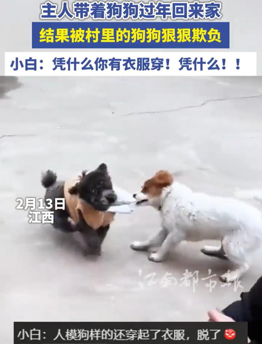 笑不活了！江西，女子带着家里的小泰迪回农村老家过年，结果带它在村里遛弯时，直接就