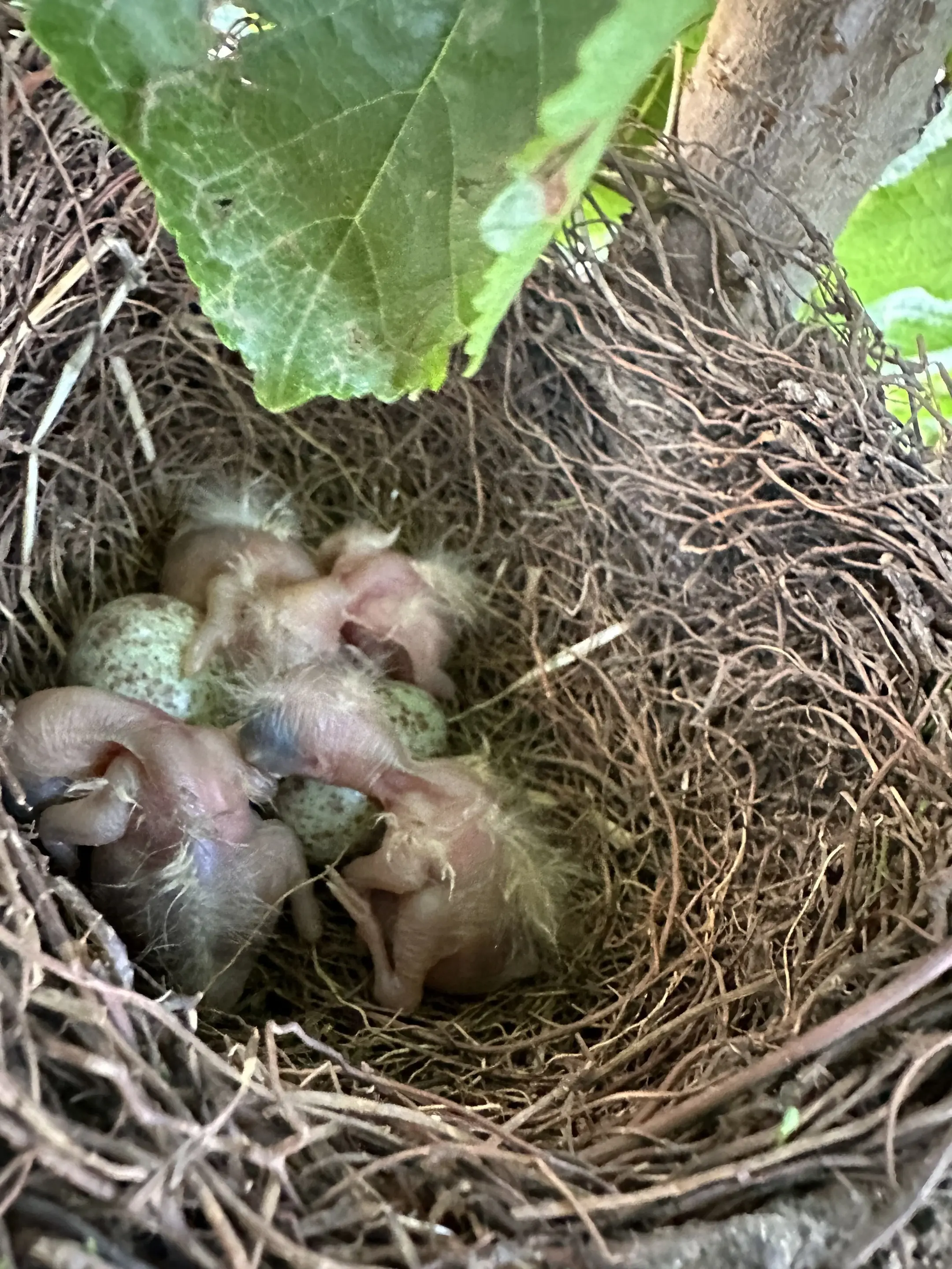 🐦。