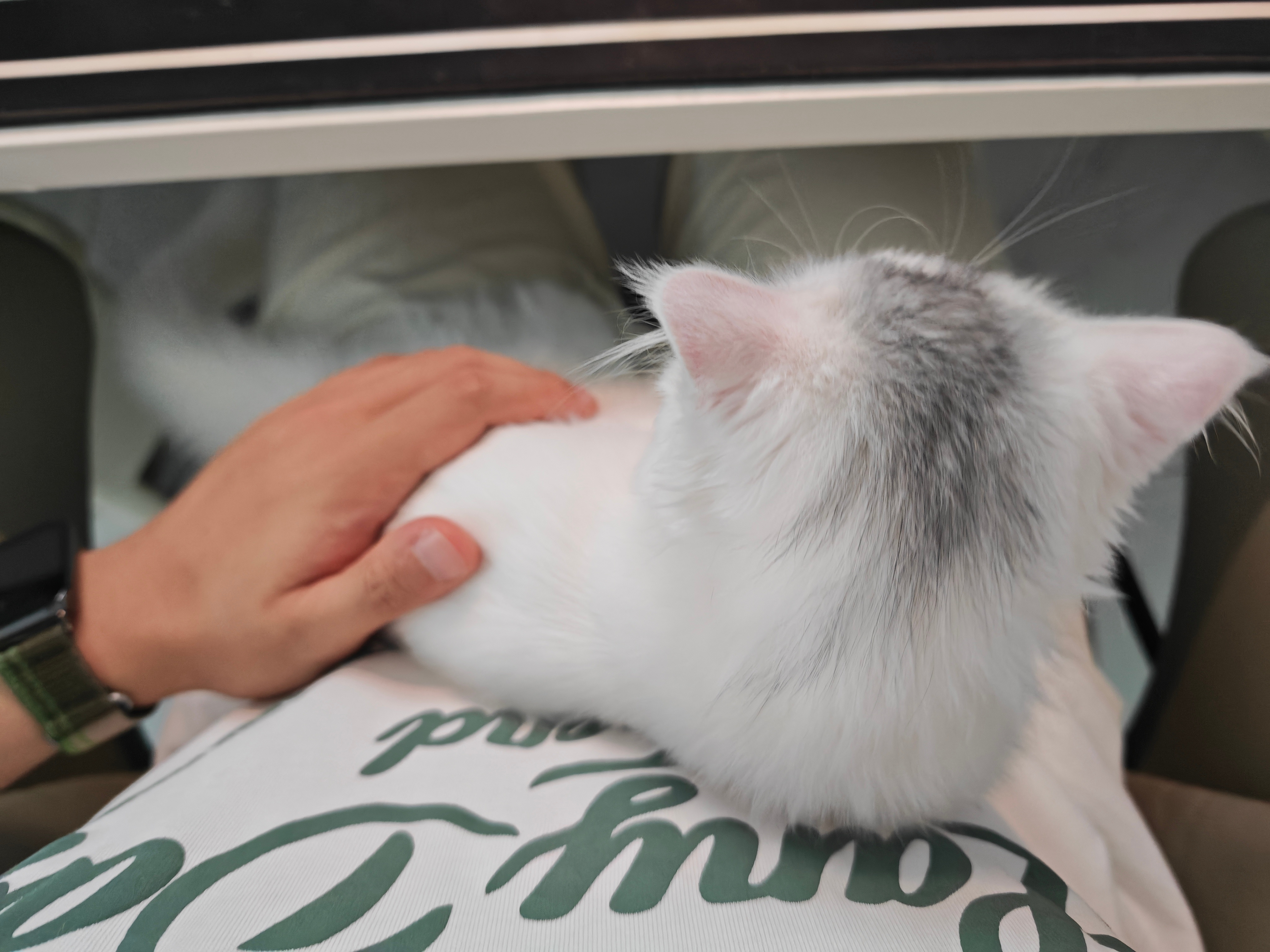 吸点羊高不发微博就是在养猫