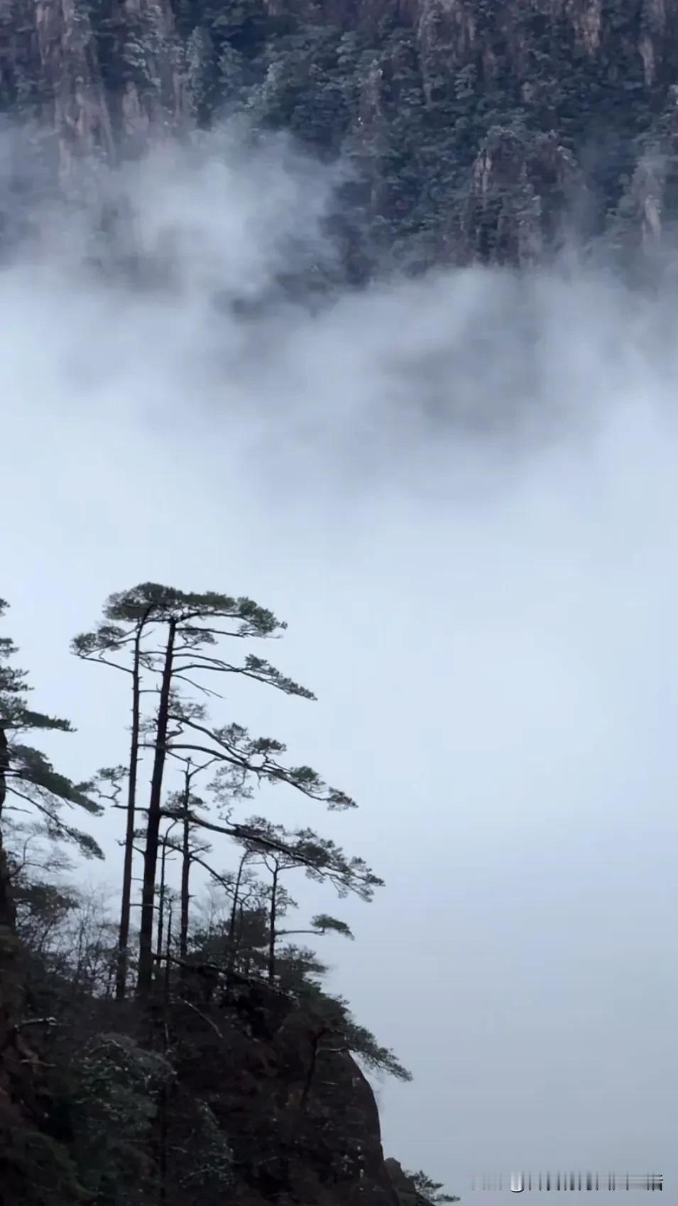 云雾缭绕的山间仙境，独树高耸，静谧而神秘。登山后的美景 看雾猜猜风景 山巅奇景 