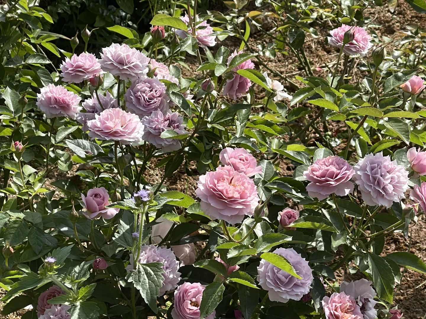 木村舍伍德 强抗微月小灌木