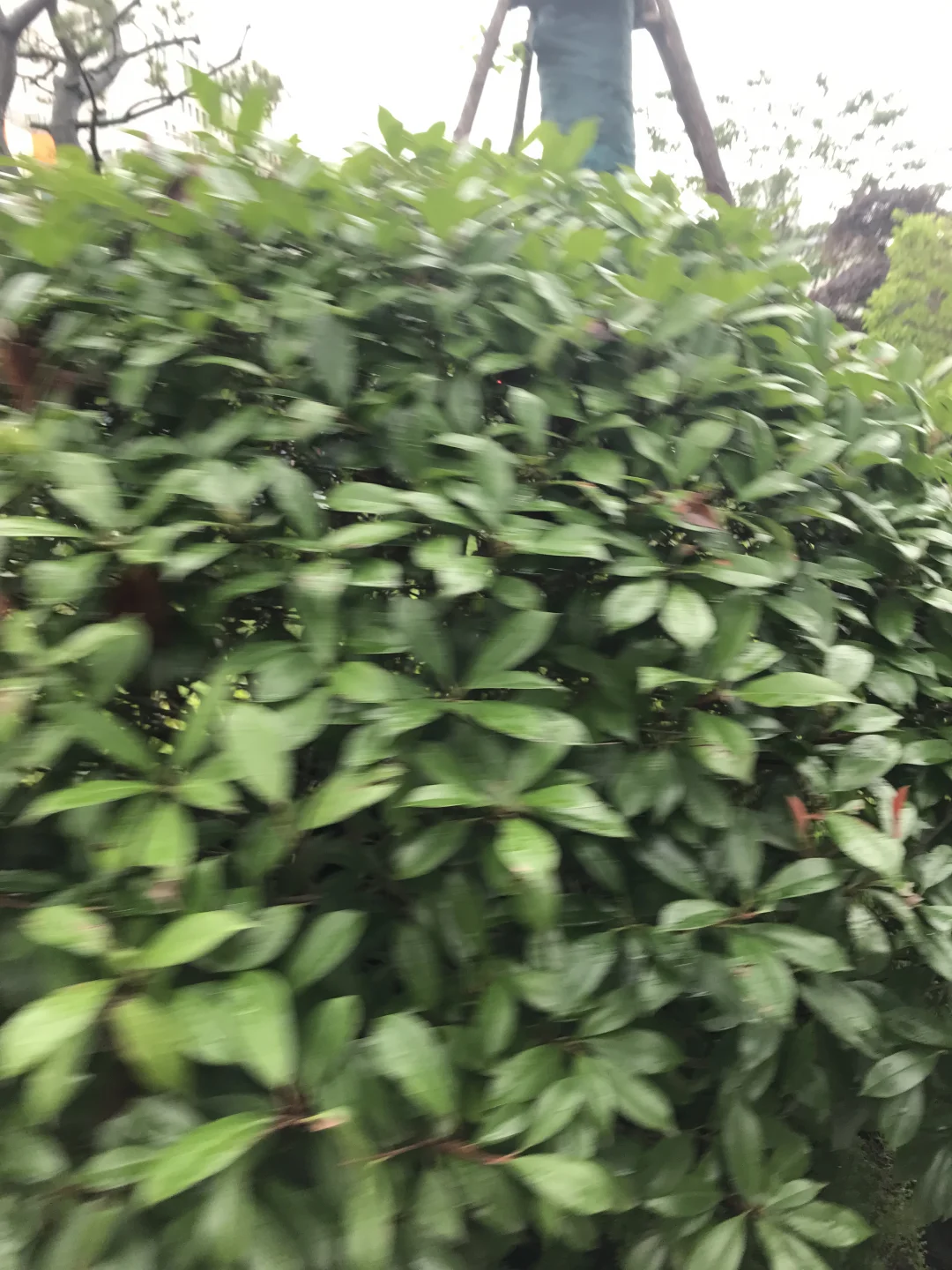 一片绿色