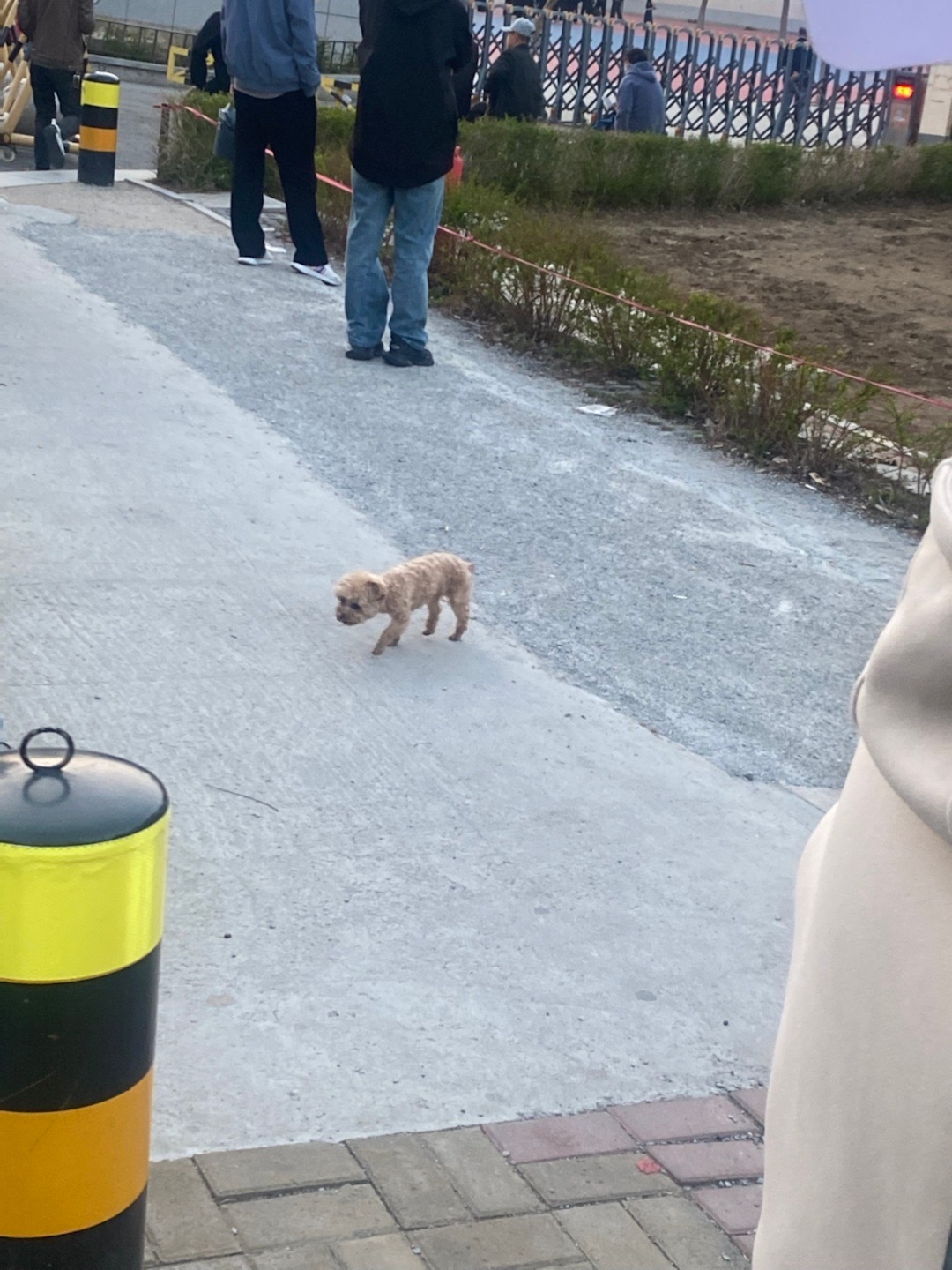 每天都能看见这只鸡米花 