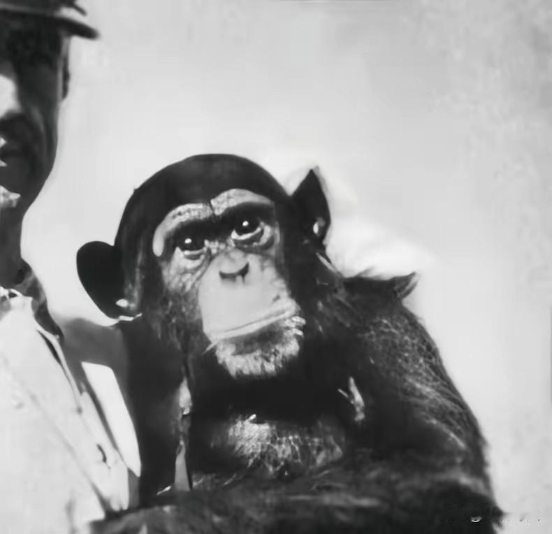 1920年那场疯狂手术：把黑猩猩睾丸植入老人身体，结果如何？

1920年，一俄