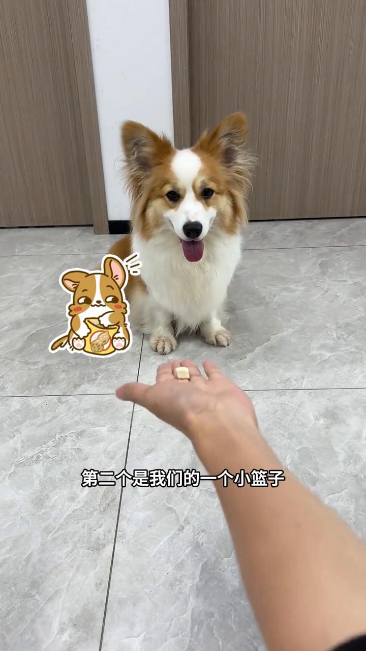在小狗学会巡回的基础上，可以让小狗狗自己把地上的玩具收到它的篮子里面，来学一下把