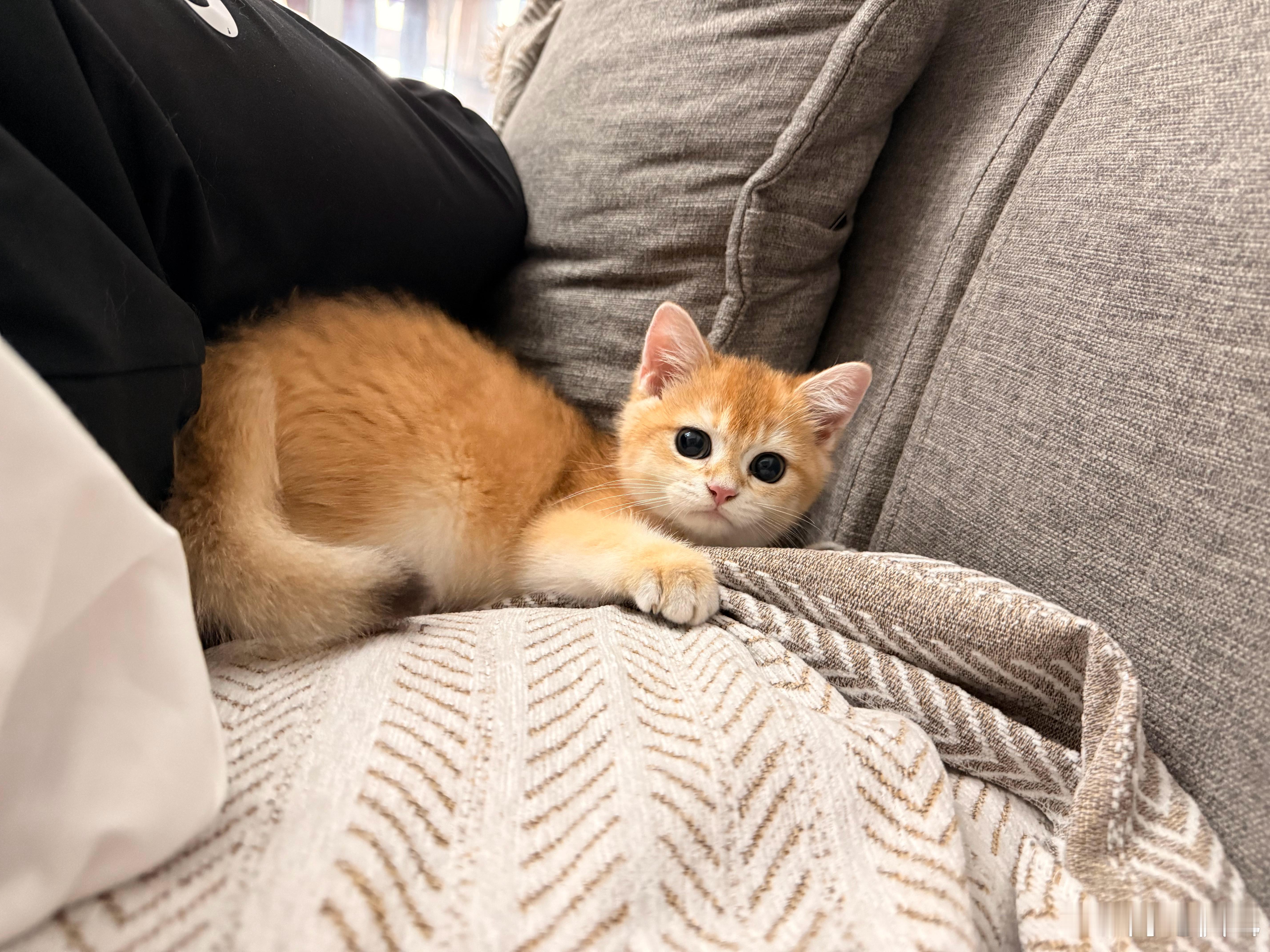 高端商场里一只猫卖58888元我想知道这么贵的猫吃的是啥猫粮一月话花销要多少钱[