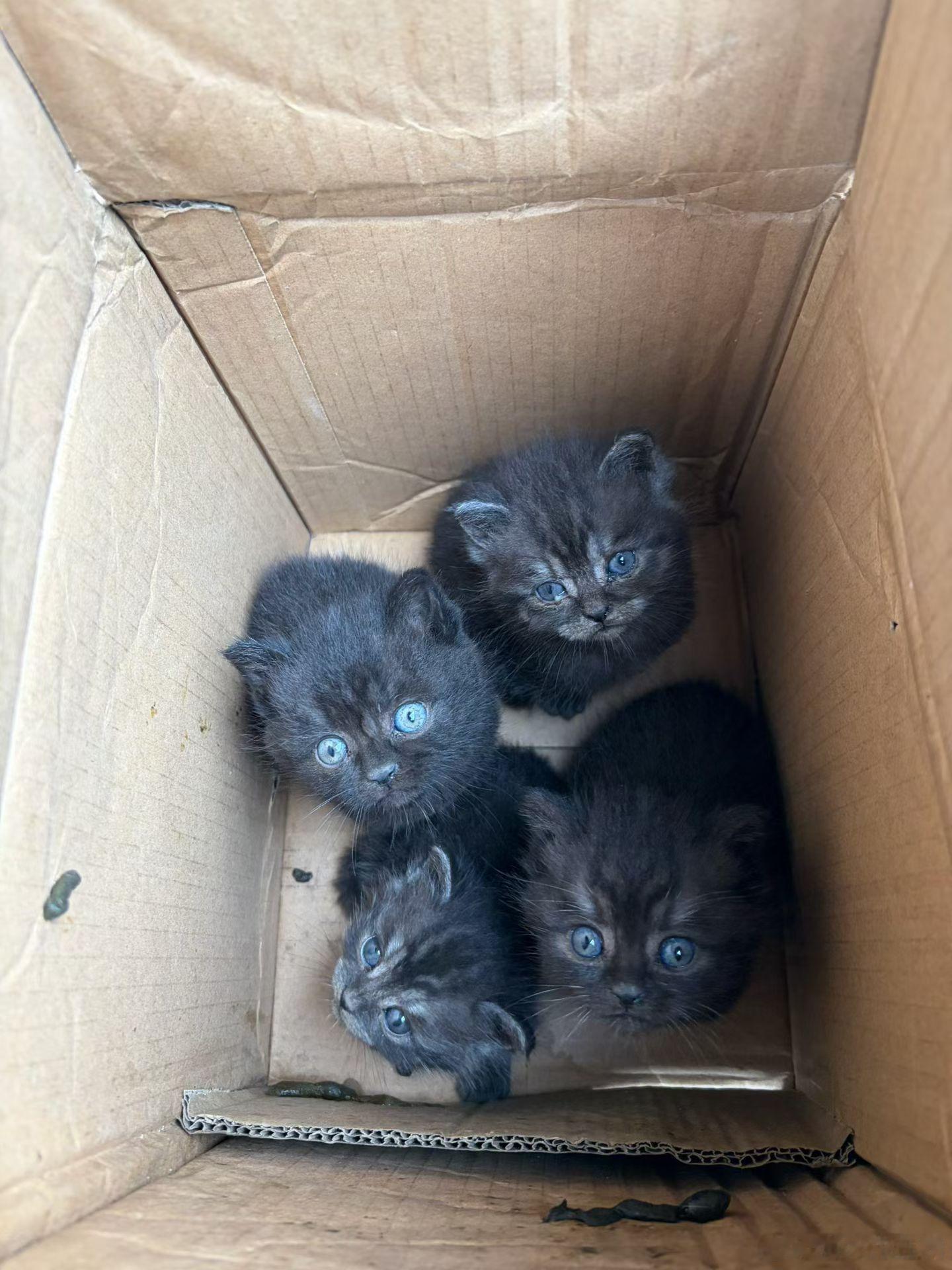 萤火乐园[超话] 一窝小可爱🐱 ​​​