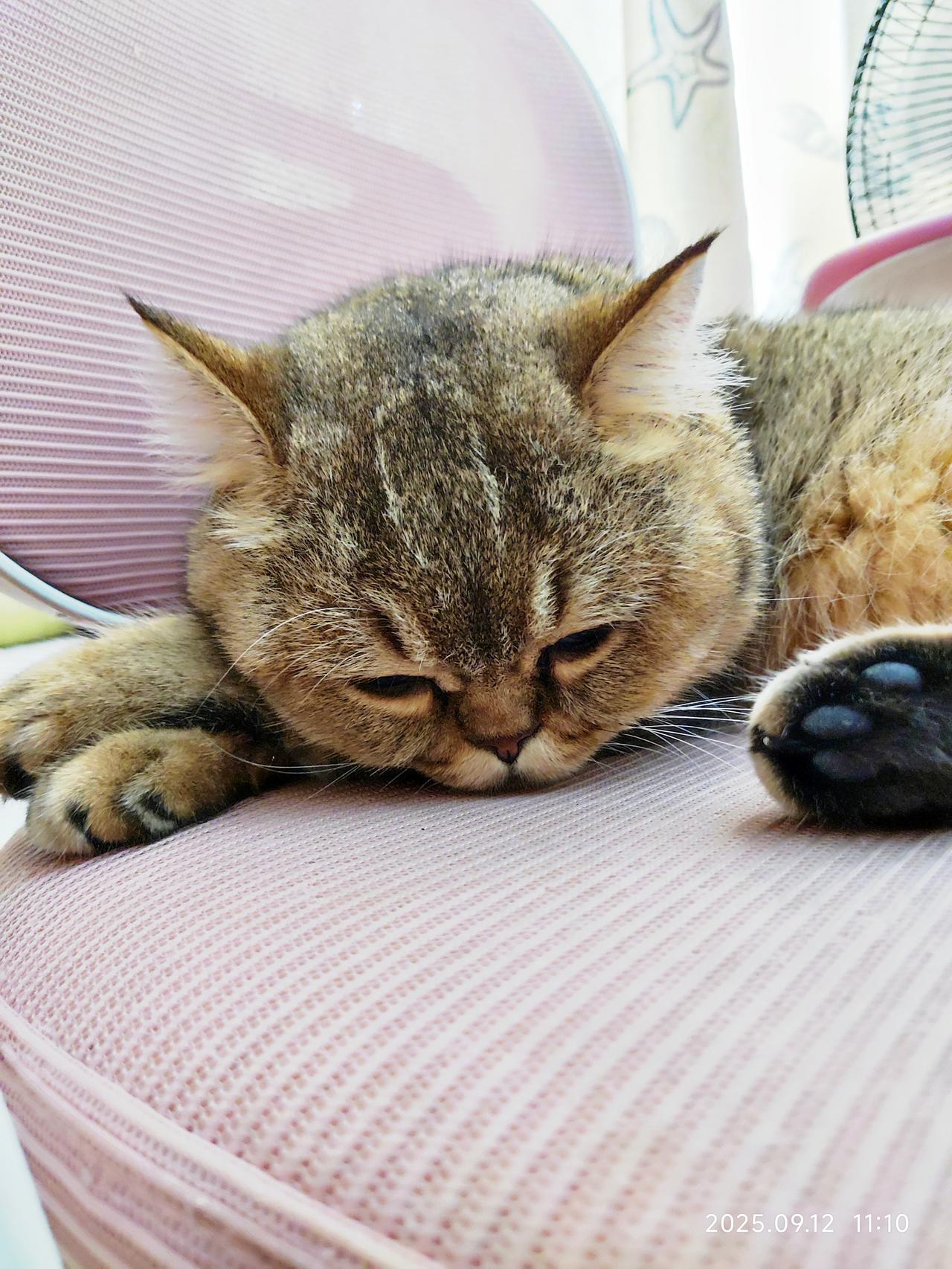 “猫卧粉椅上，梦回古时风”，这画面简直绝了！想象着猫咪慵懒地窝在粉椅上，仿佛穿越