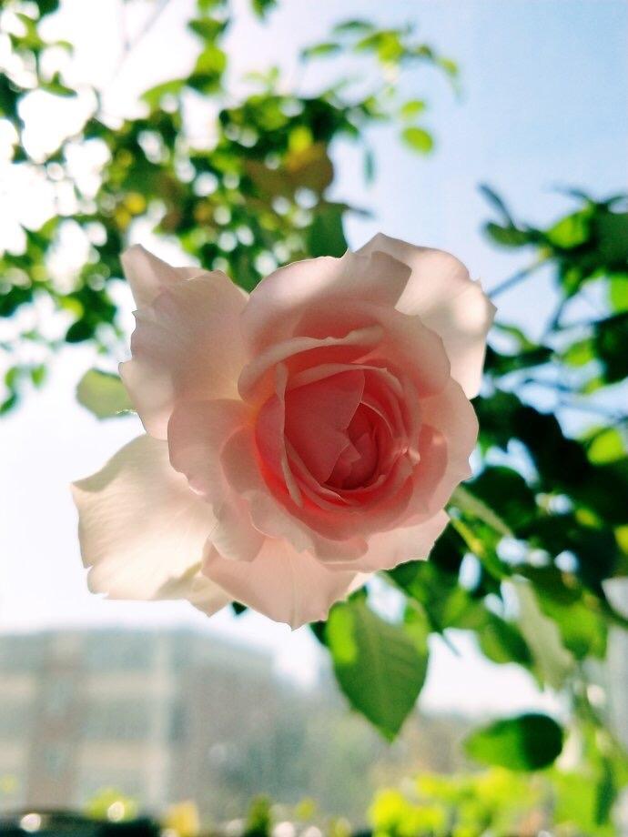 好好爱自己，你会越来越好

请认真对自己说一句：
我会越来越好，一顺百顺，顺顺利