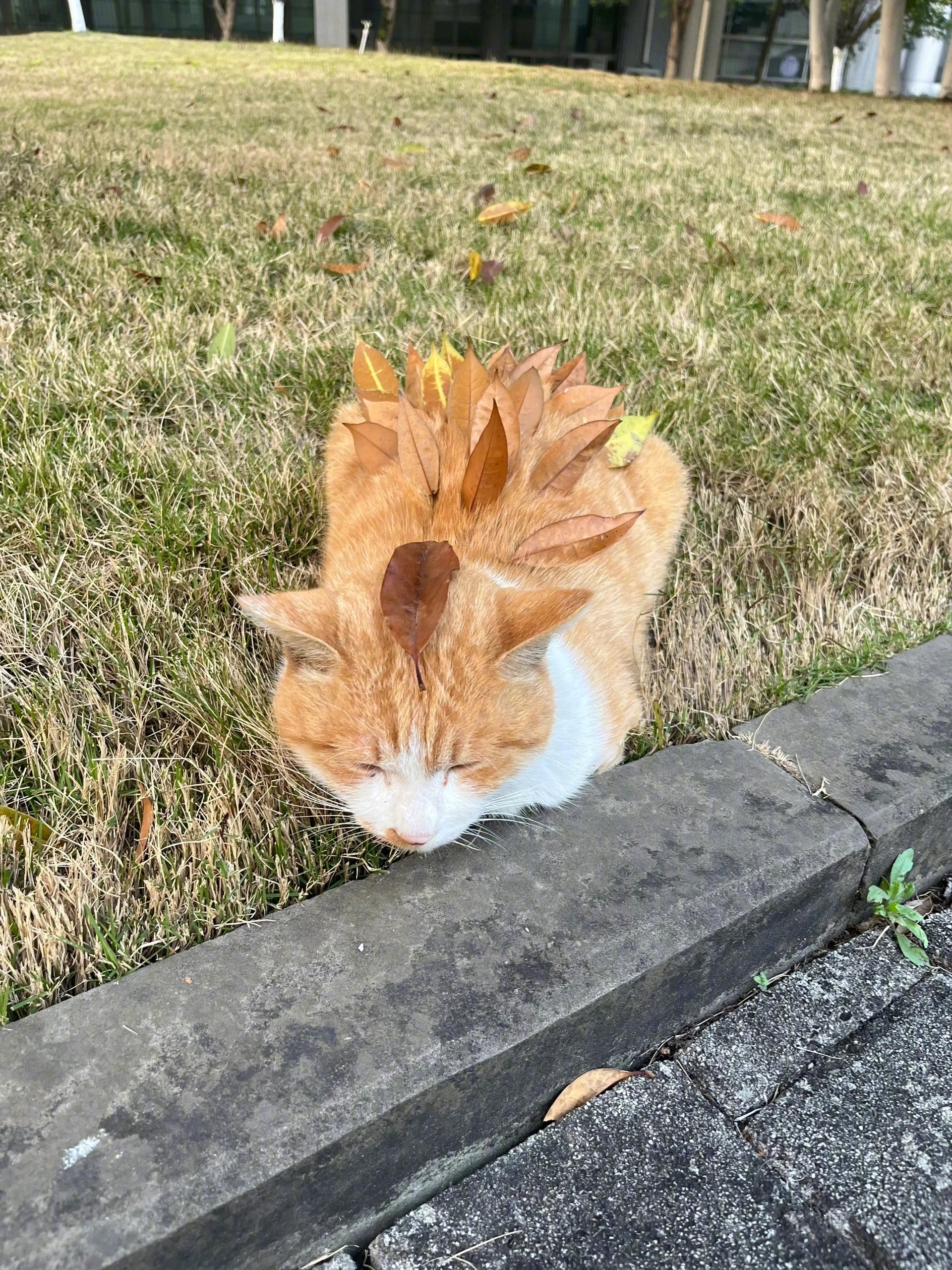 学校的猫对大学生有多信任 ​​​
