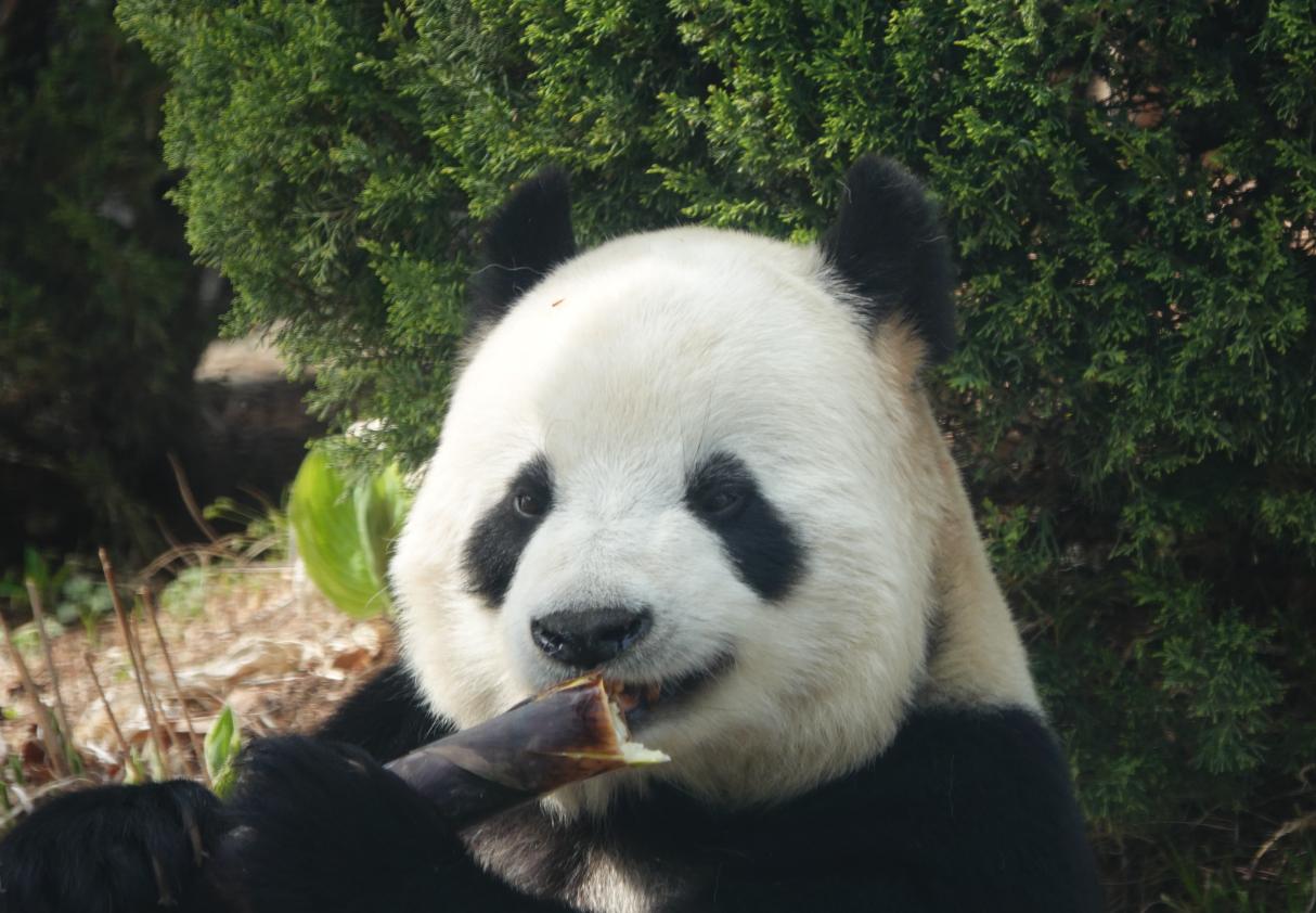 熊猫飞云吃笋连环表情包可爱到融化啊！这只被网友称为 “云上小仙女” 的软乎乎团子