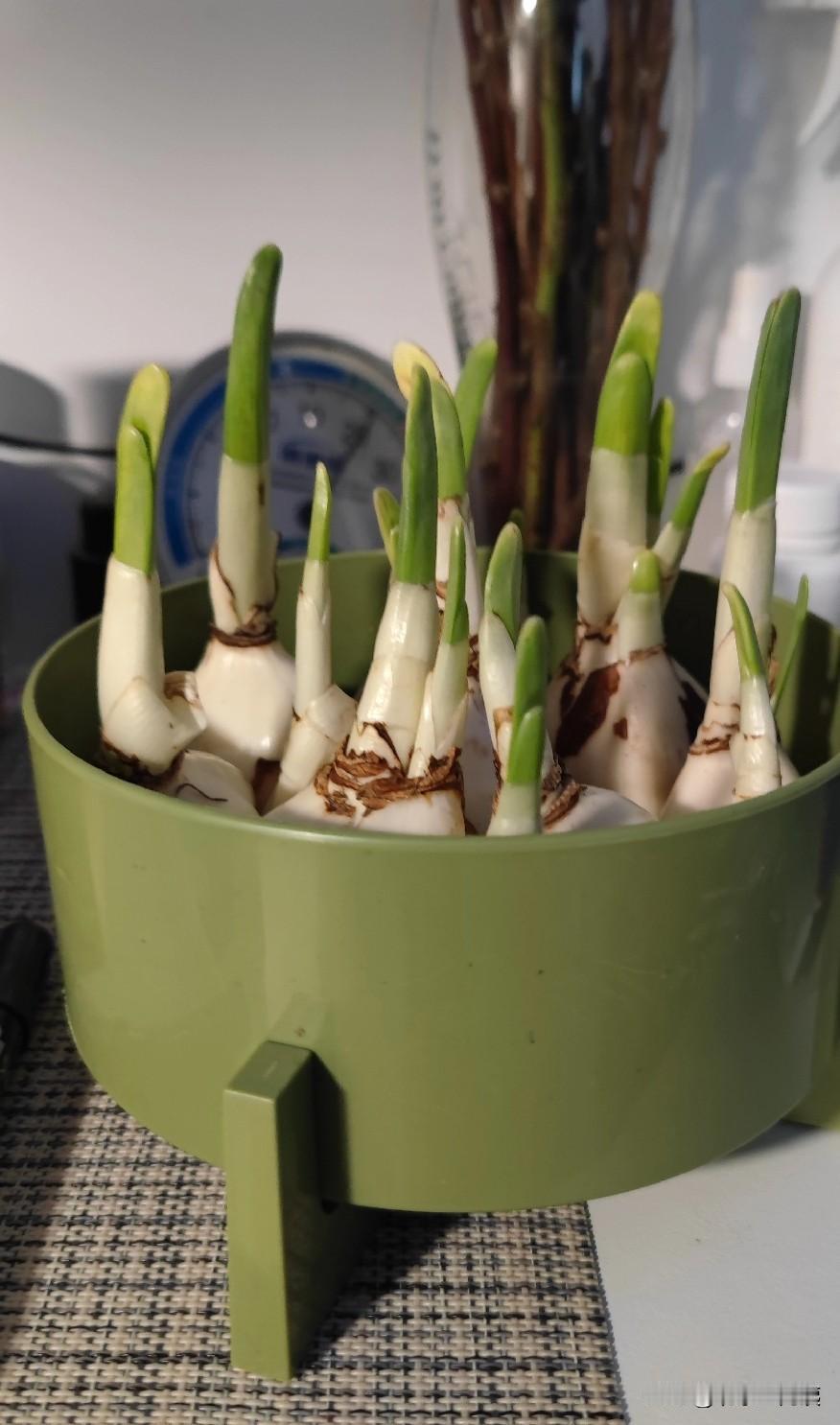 这是老伴买的水仙花。记得我小时候，母亲每到冬天，喜欢买几头水仙。
那时候住平房，